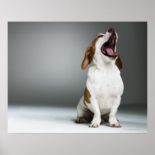 Gemischter Hund gähnend Poster (Vorne)