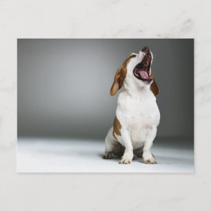Gemischter Hund gähnend Postkarte