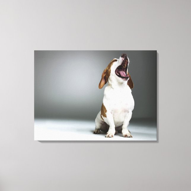 Gemischter Hundegähnchen, nah-up Leinwanddruck (Vorderseite)