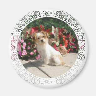Gemischter Terrier-Rasse-Rettungshund Magnet