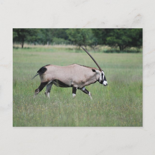 Gemsbok-Antelope Postkarte (Vorderseite)