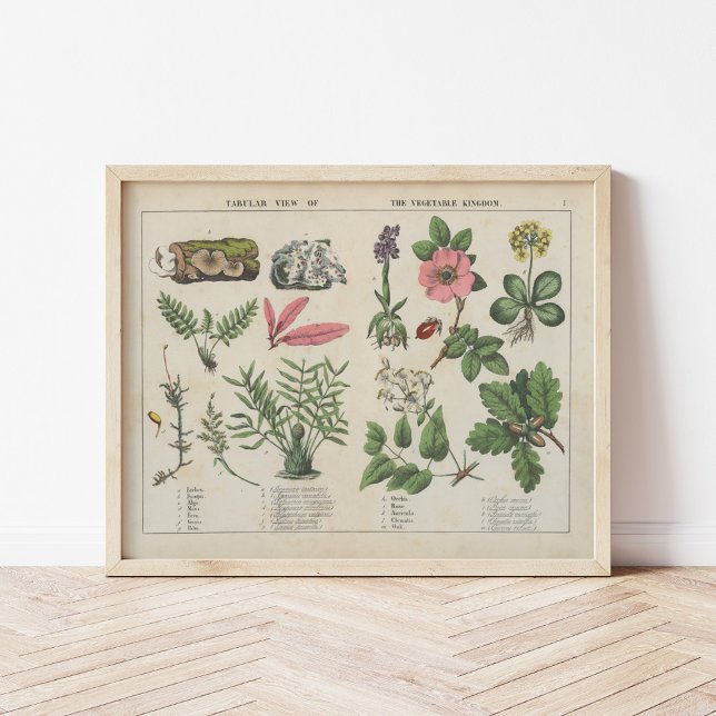 Gemüsehandel | Charlotte Mary Yonge Poster (Von Creator hochgeladen)