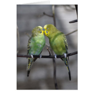 Gemütlich Paare von Budgies