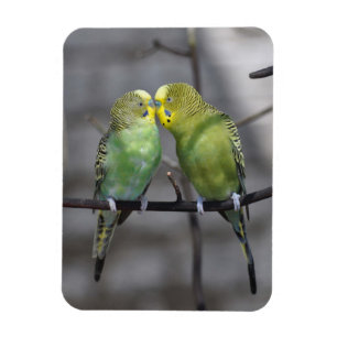 Gemütlich Paare von Budgies Magnet