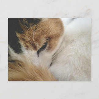Gemütliche Dreifarbenkatze Postkarte