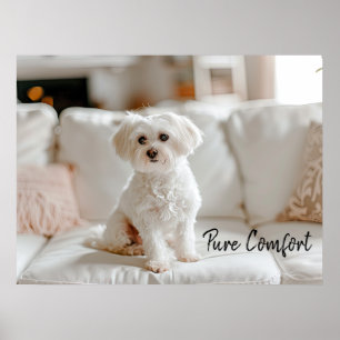 Gemütliche Eleganz: Malteser auf dem Sofa Poster