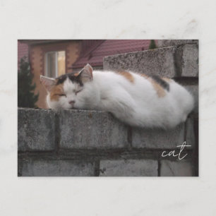 Gemütliche Katze auf Zaun Ästhetische Fotografie P Postkarte