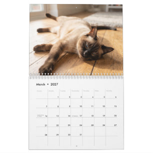 Gemütliche schlafende Katzen Süßer Katzenfoto-Ka Kalender