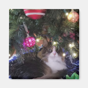Gemütliches Cat unter Weihnachten Magnet