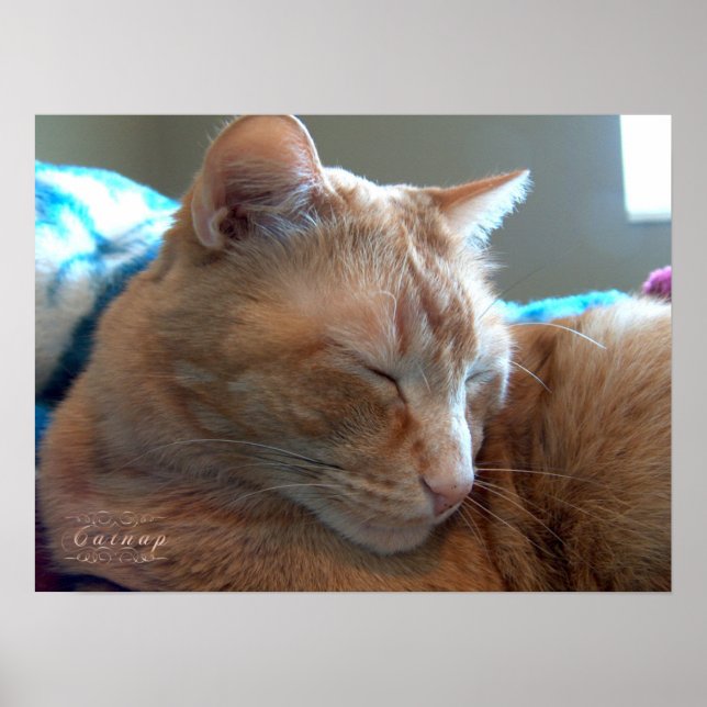 Gemütliches Catnap Poster (Vorne)