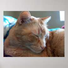Gemütliches Catnap