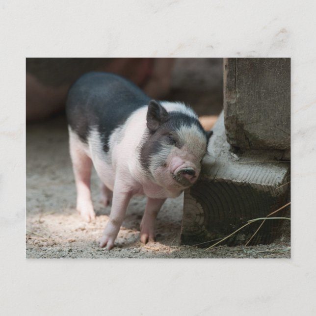 Genau das richtige Schweinchen Postkarte (Vorderseite)