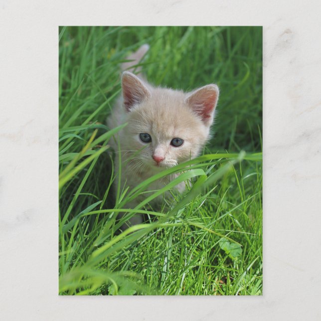 Genauigkeit Postkarte (Vorderseite)