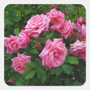 Gene Boerner Rose #2 Stickers