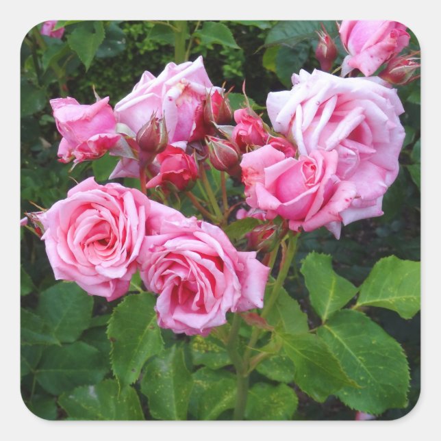 Gene Boerner Rose #3 Stickers (Vorderseite)