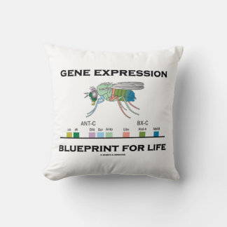 Gene Expression Blueprint for Life Homeobox Genes Kissen