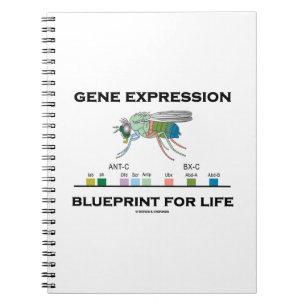 Gene Expression Blueprint for Life Homeobox Genes Notizblock