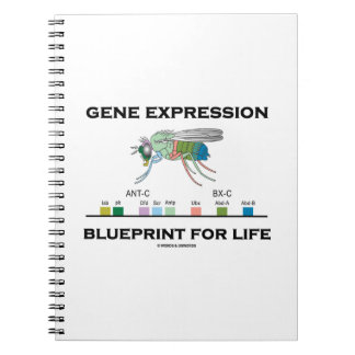 Gene Expression Blueprint for Life Homeobox Genes Notizblock