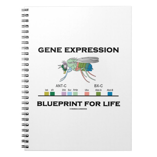 Gene Expression Blueprint for Life Homeobox Genes Notizblock (Vorderseite)