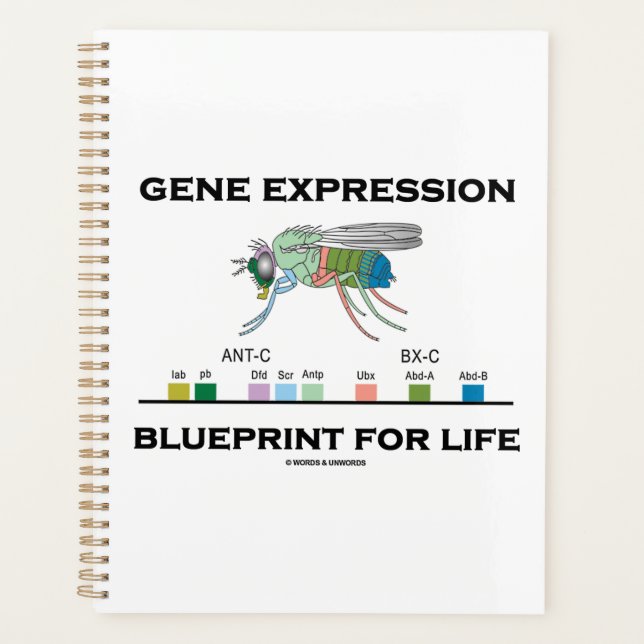 Gene Expression Blueprint for Life Homeobox Genes Planer (Vorderseite)