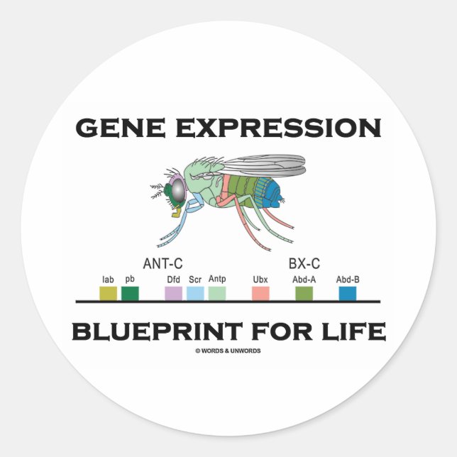 Gene Expression Blueprint for Life Homeobox Genes Runder Aufkleber (Vorderseite)