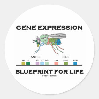 Gene Expression Blueprint for Life Homeobox Genes Runder Aufkleber