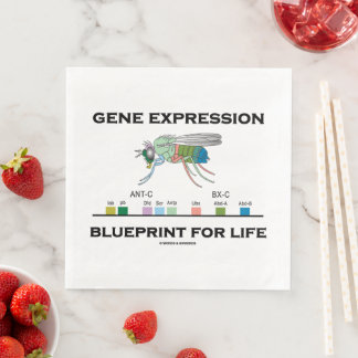Gene Expression Blueprint for Life Homeobox Genes Serviette