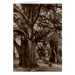 GENEALOGIE-KARTE ~ ENTWARF, FAMILIENGESCHICHTE ZU