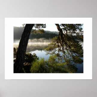 Geneigter Kiefernbaum bei Derwentwater: Lake Distr Poster