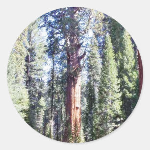 General Sherman Bäume Wälder Runder Aufkleber