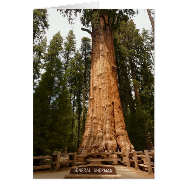 General Sherman, Giant Sequoia (Vorne)