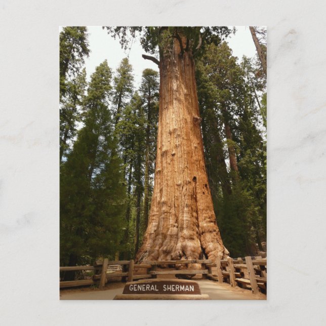 General Sherman Giant Sequoia Postcard Postkarte (Vorderseite)