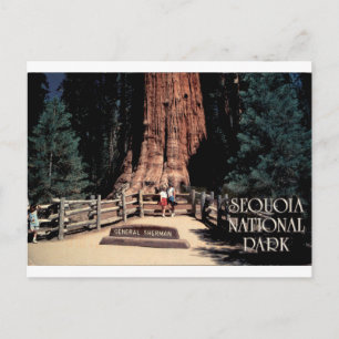 General Sherman Sequoia National Park Vintage-Post Postkarte