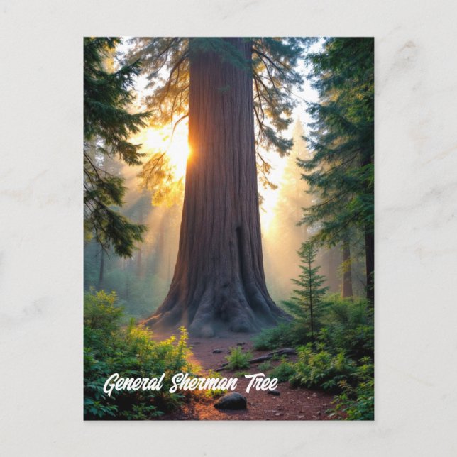 General Sherman Tree - Kalifornien Postkarte (Vorderseite)