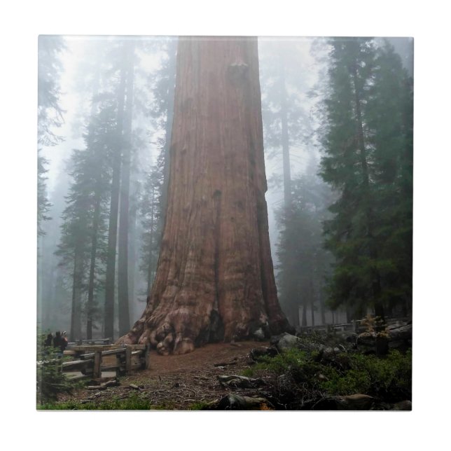 General Sherman Tree, Sequoia, CA Fliese (Vorderseite)