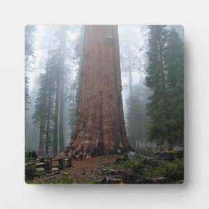 General Sherman Tree, Sequoia, CA Fotoplatte