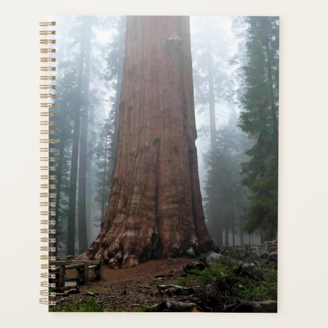 General Sherman Tree, Sequoia, CA Planer (Vorderseite)