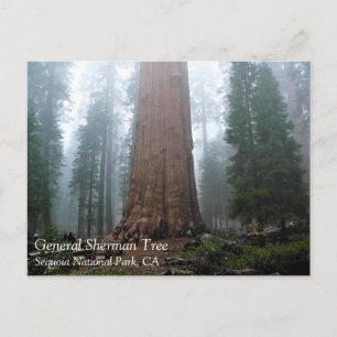 General Sherman Tree, Sequoia, CA Postcard Postkarte