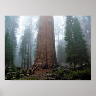 General Sherman Tree, Sequoia, CA Poster