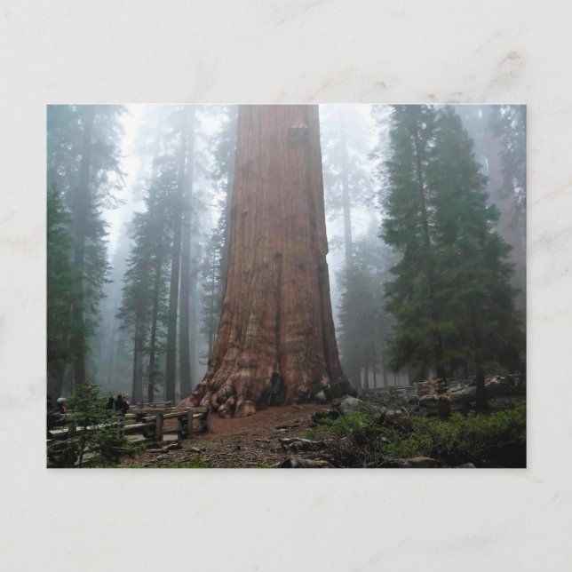 General Sherman Tree, Sequoia, CA Postkarte (Vorderseite)