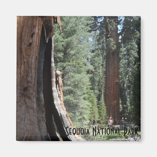 General Sherman Tree-Sequoia-Nationalpark Magnet (Vorne)