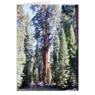 General Sherman Trees Forrest