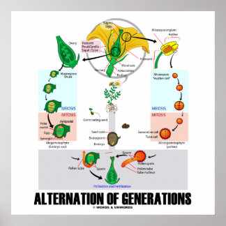 Generationswechsel (Lebenszyklus der Blume) Poster