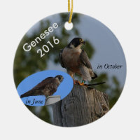 Genesee Verzierung 2016 - im erwachsenen Gefieder