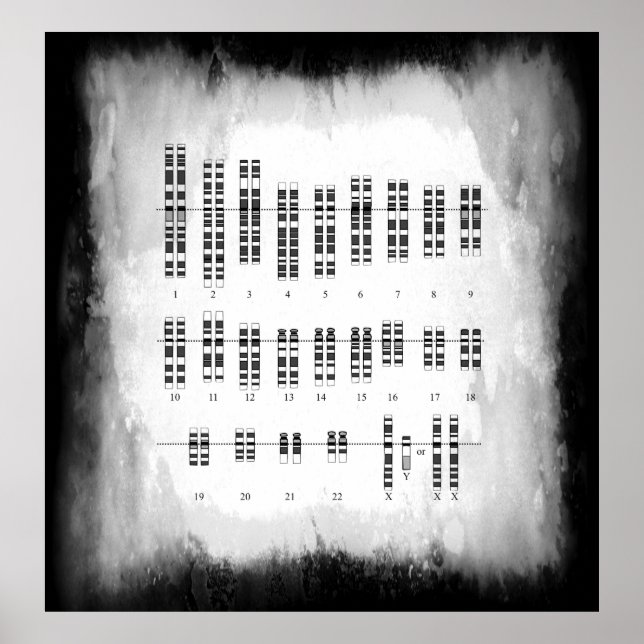 GENETISCHE VARIATION DES MENSCHEN - KARYOTYP POSTER (Vorne)