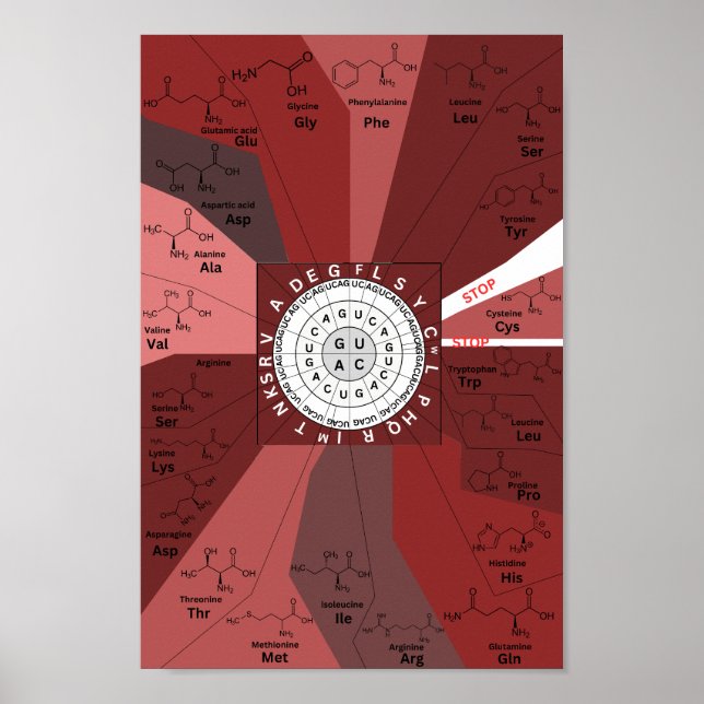 Genetisches Codon-Diagramm Rad der Aminosäuren in  Poster (Vorne)