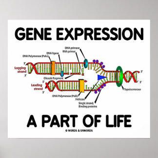 Genexpression als Teil des Lebens (DNA-Replikation Poster