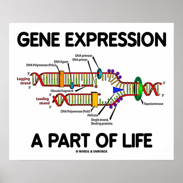 Genexpression als Teil des Lebens (DNA-Replikation Poster (Vorne)