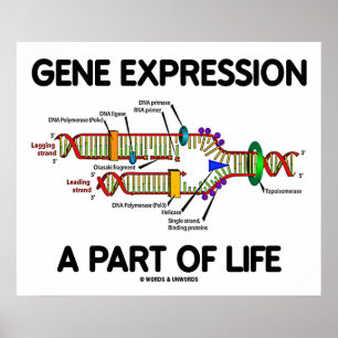 Genexpression ein Teil Leben (DNS-Reproduktion) Poster