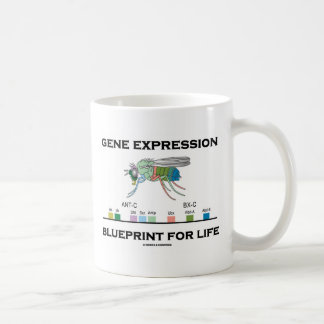 Genexpression-Plan für Lebenhomeobox-Gene Kaffeetasse